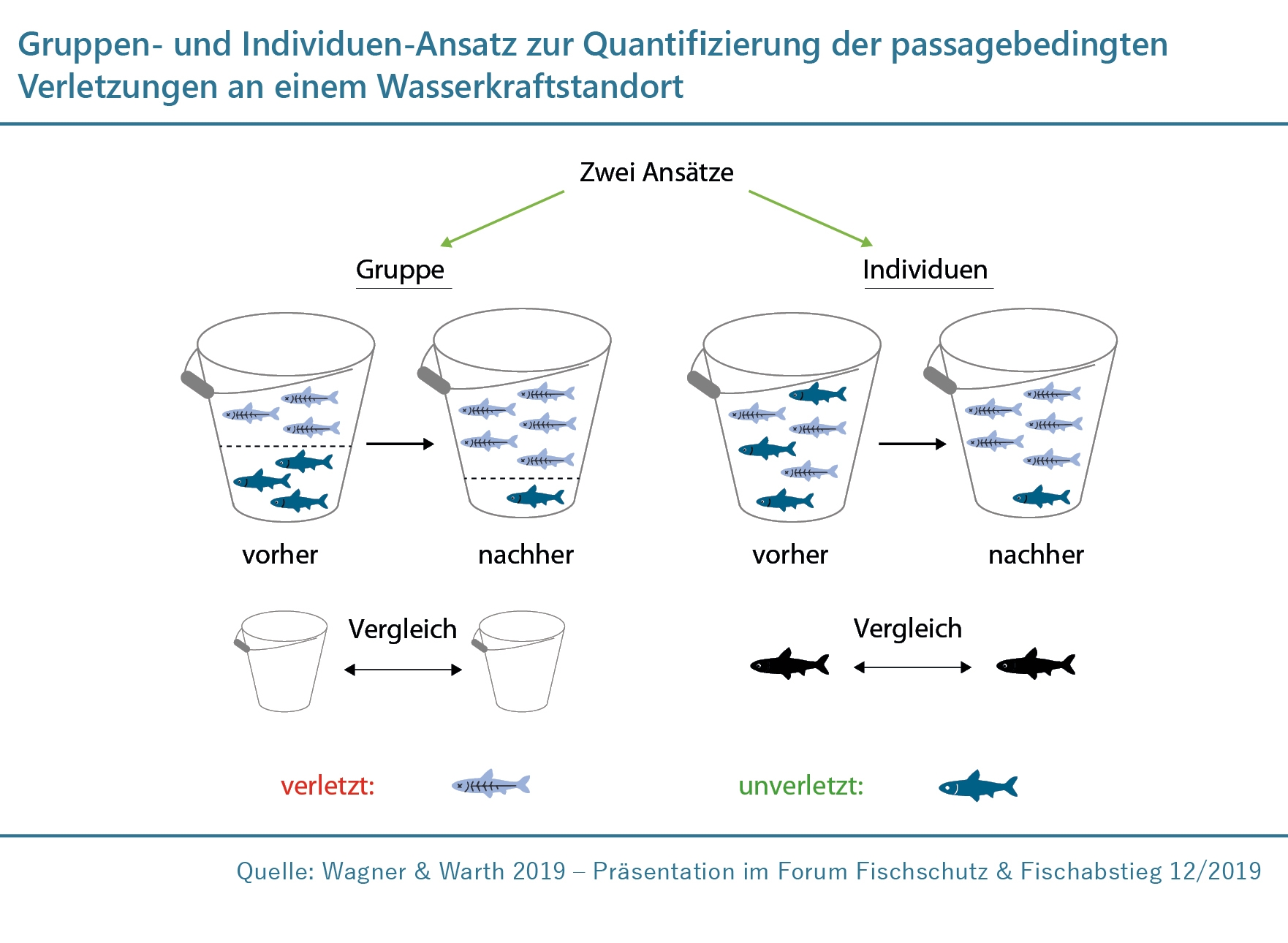 Infografik zum Gruppen- und Individuen-Ansatz zur Quantifizierung der Passagebedingten Verletzungen an einem Wasserkraftstandort
