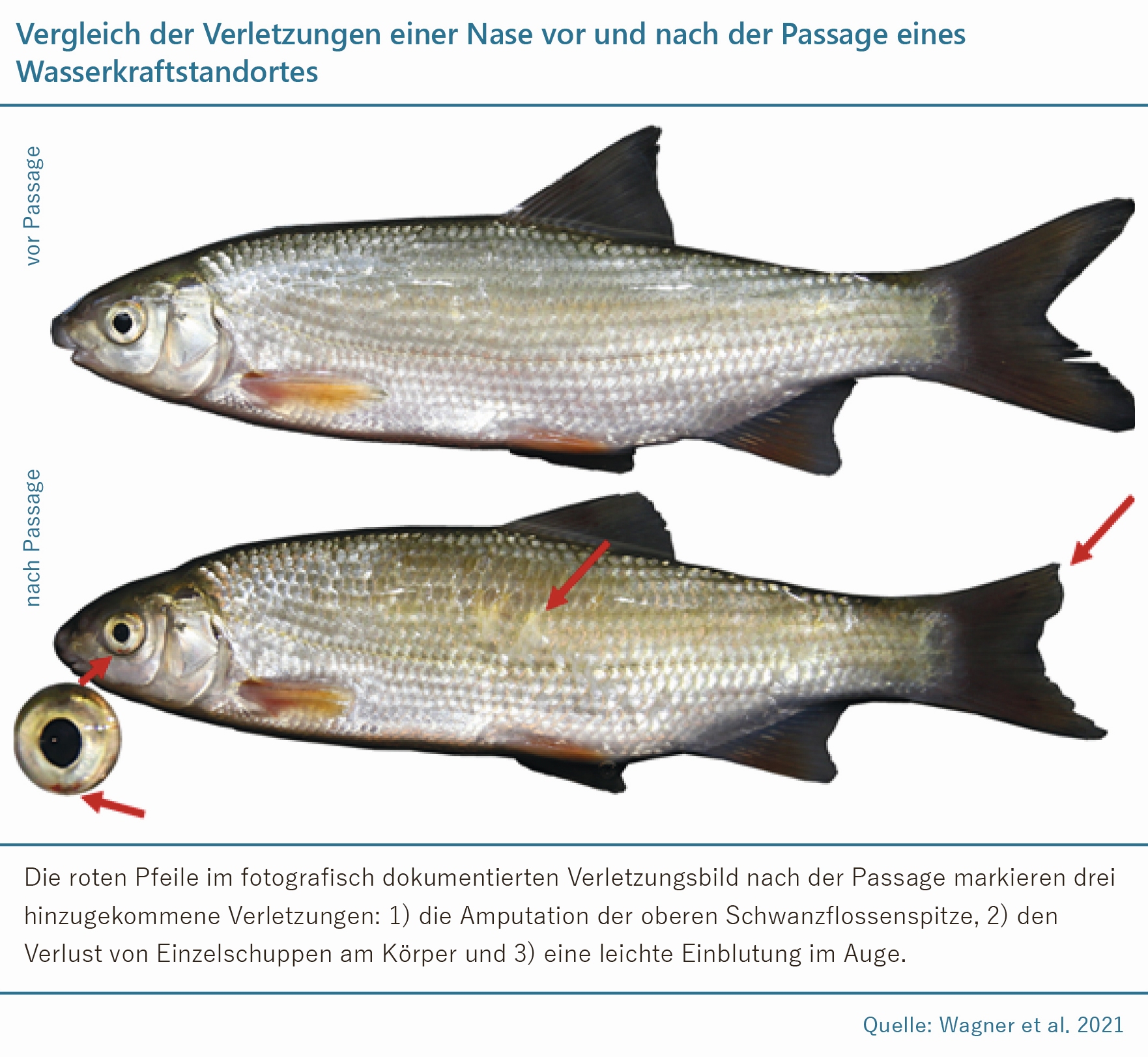 Infografik zum Vergleich der Verletzungen einer Nase vor und nach der Passage eines Wasserkraftstandortes