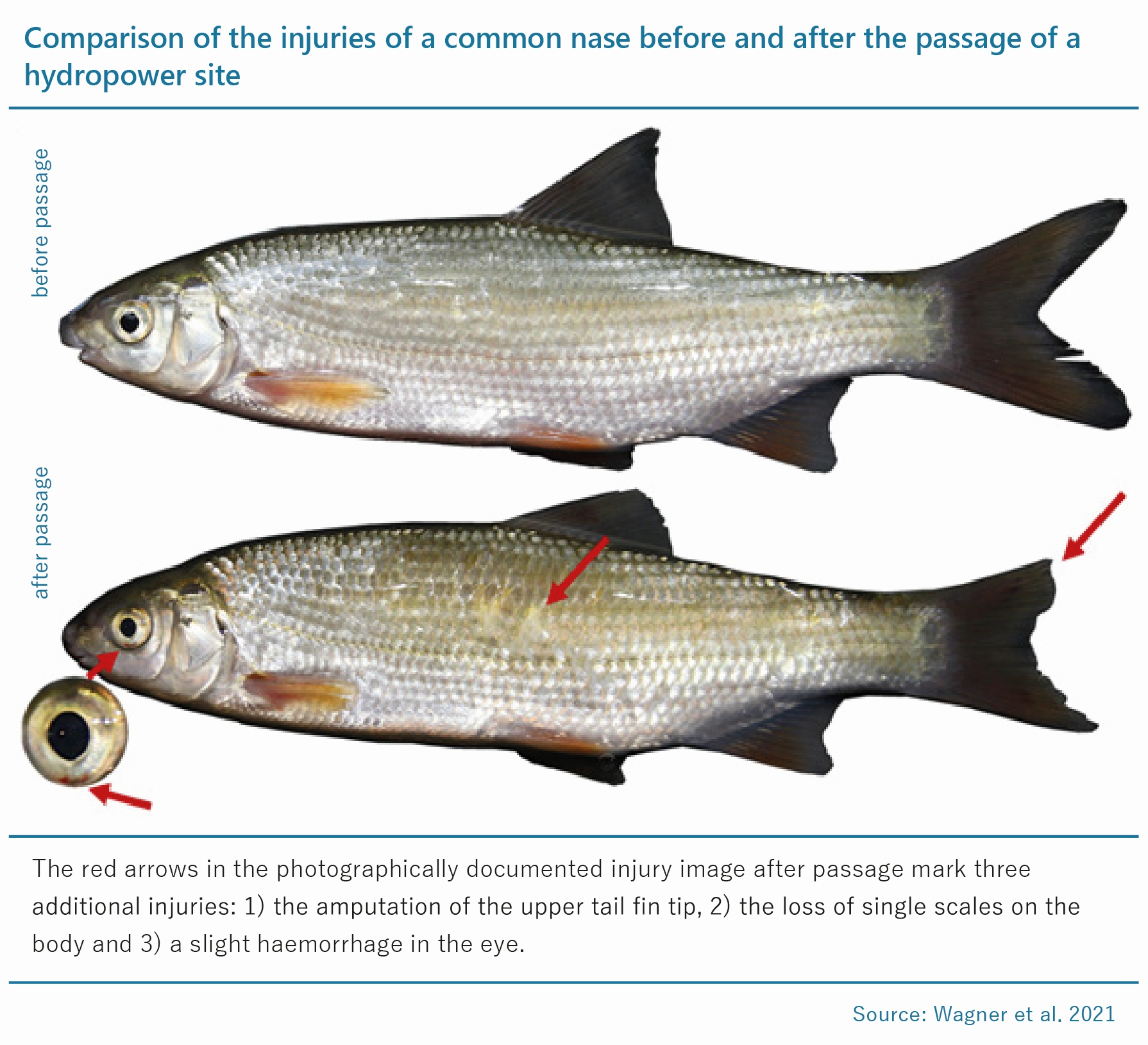 Infographic: Comparison of the injuries of a common Nase before and after the passage of a hydropower site