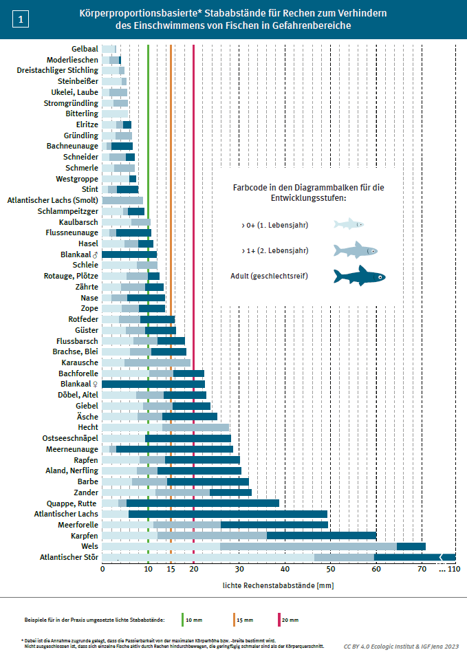 Körperproportionsbasierte* Stababstände für Rechen zum Verhindern des Einschwimmens von Fischen in Gefahrenbereiche