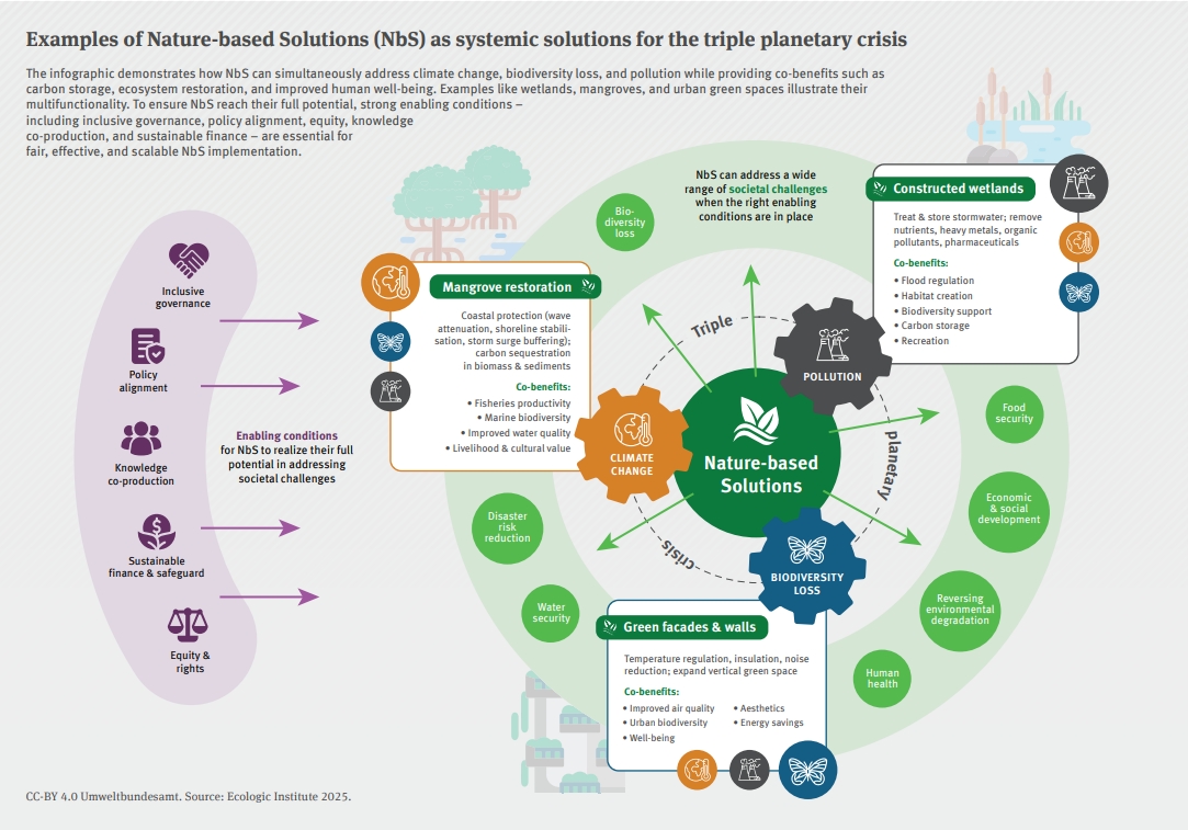 Infografik mit ausgewählten naturbasierten Lösungen