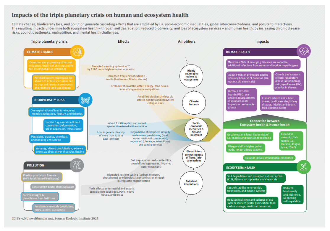 Die Infografik zeigt, wie Klimawandel, Verlust der biologischen Vielfalt und Umweltverschmutzung Kettenreaktionen auf Ökosysteme und die menschliche Gesundheit auslösen, die durch sozioökonomische Ungleichheiten, Klimagefahren, globale Vernetzung und Wechselwirkungen zwischen Schadstoffen noch verstärkt werden. Die Grafik stellt einen Zusammenhang zwischen Umweltbelastungen und Auswirkungen wie Krankheitsrisiken, Ökosystemzerstörung und verminderter Widerstandsfähigkeit her.