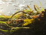 Beach wrack at the Baltic Sea