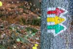 Three traffic light colored arrows on a tree trunk pointing to the right