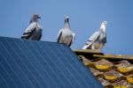 Three beautiful carrier pigeons flirt on the ridge of the roof with solar panels against a clear blue sky