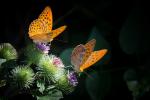 Silvery mother of pearl butterfly