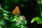 A vibrant orange butterfly with dark brown patterns on its wings perched on a green plant with spiky buds and small purple flowers, set against a blurred background of lush greenery.