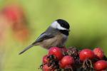chickadee