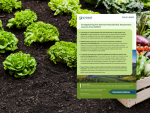 Cover of policy brief, featuring a background of lettuce heads growing out of fertile soil in the background